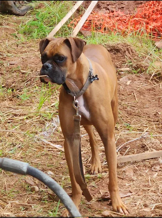 Cheaha Animal Hospital 12