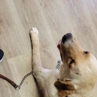 Cheaha Animal Hospital ico