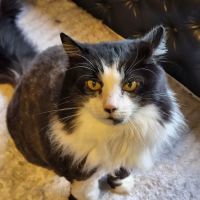 Calhoun County Veterinary Clinic ico