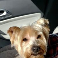 Greenbrier Animal Clinic ico