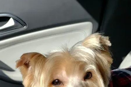 Greenbrier Animal Clinic