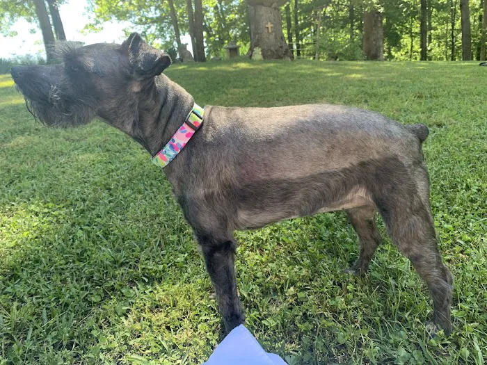 Greenbrier Animal Clinic 12