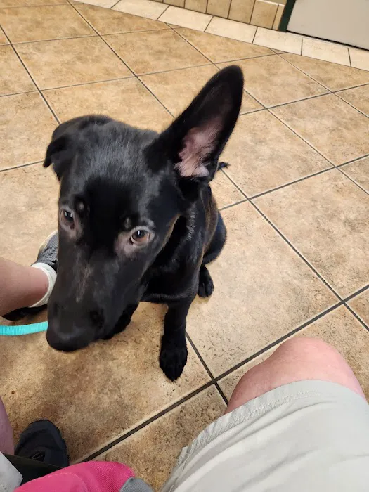 VCA Animal Medical Center of NE Alabama 2