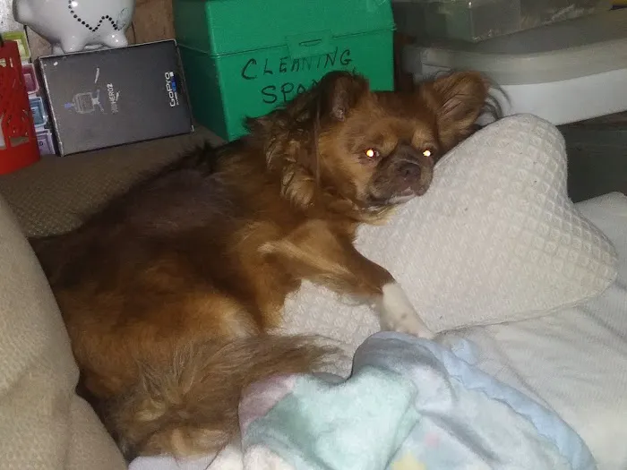 VCA Animal Medical Center of NE Alabama 3