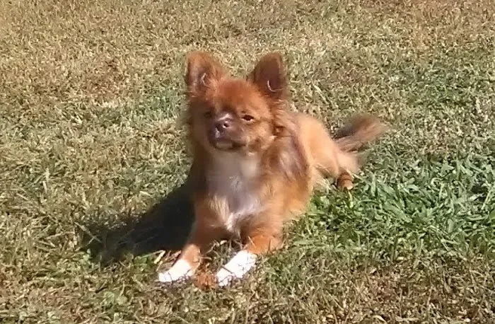VCA Animal Medical Center of NE Alabama 7