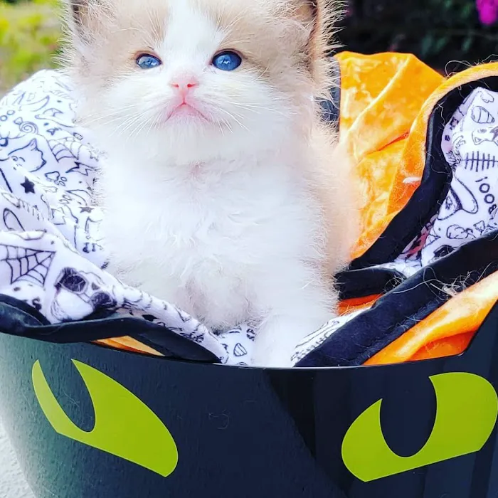Southern Ragdoll Cattery 12