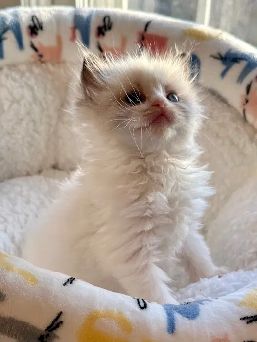 Southern Ragdoll Cattery 12