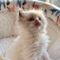 Southern Ragdoll Cattery ico