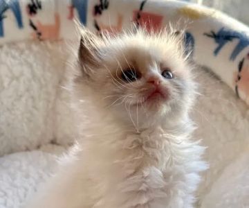 Southern Ragdoll Cattery