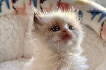 Southern Ragdoll Cattery