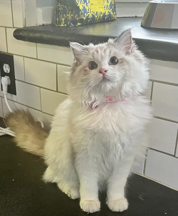 Southern Ragdoll Cattery 12