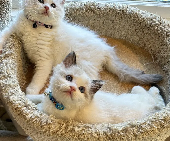 Southern Ragdoll Cattery 12