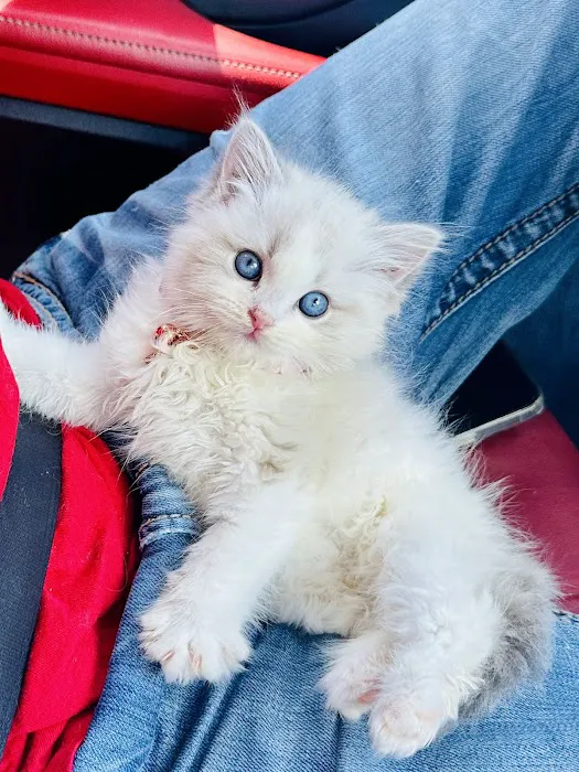 Southern Ragdoll Cattery 12