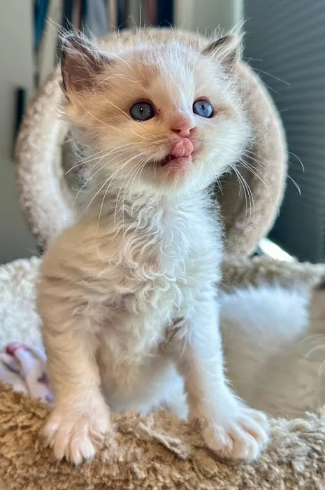 Southern Ragdoll Cattery 12