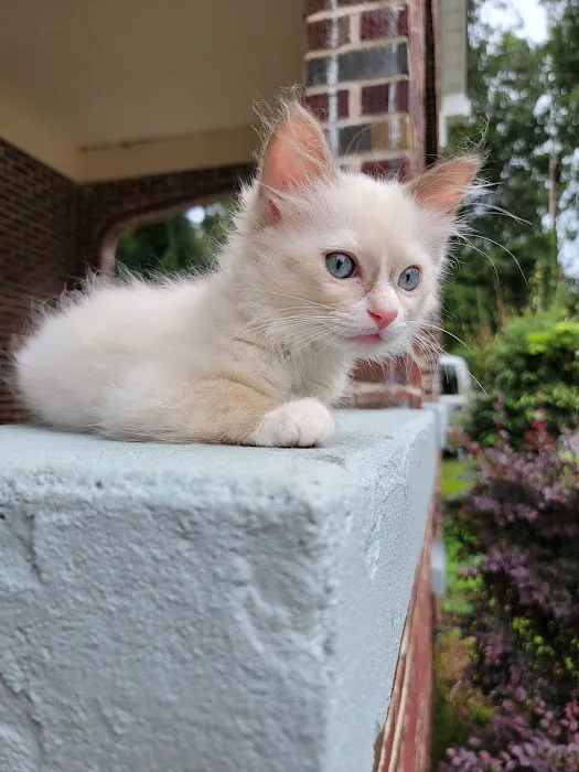 Southern Ragdoll Cattery 12