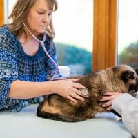 Clanton Animal Hospital LLC ico