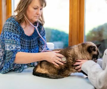 Clanton Animal Hospital LLC