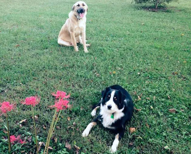 Town and Country Veterinary Hospital - Animal Care Associates 3