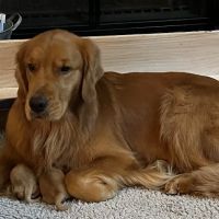 Best In Show Animal Hospital ico