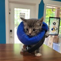 Pickens Animal Rescue Veterinary Hospital ico