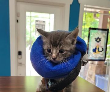Pickens Animal Rescue Veterinary Hospital