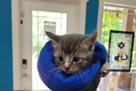 Pickens Animal Rescue Veterinary Hospital