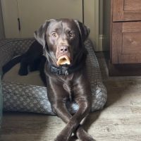 Wayside Animal Hospital ico