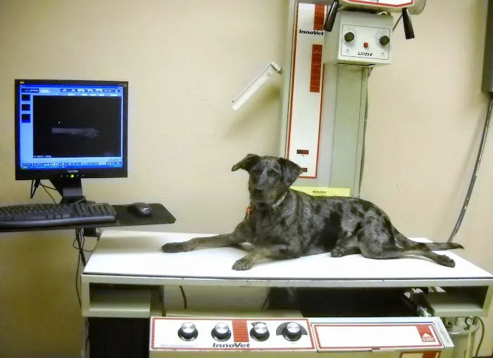 Wayside Animal Hospital 10