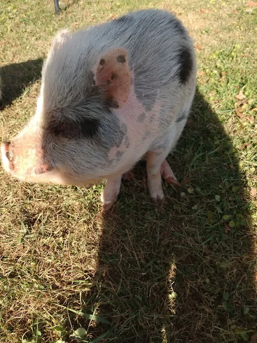 Animal Medical Clinic 6