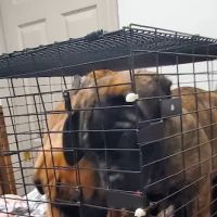 Animal Medical Clinic ico