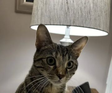 Animal Medical Clinic: Chester C Craig DVM