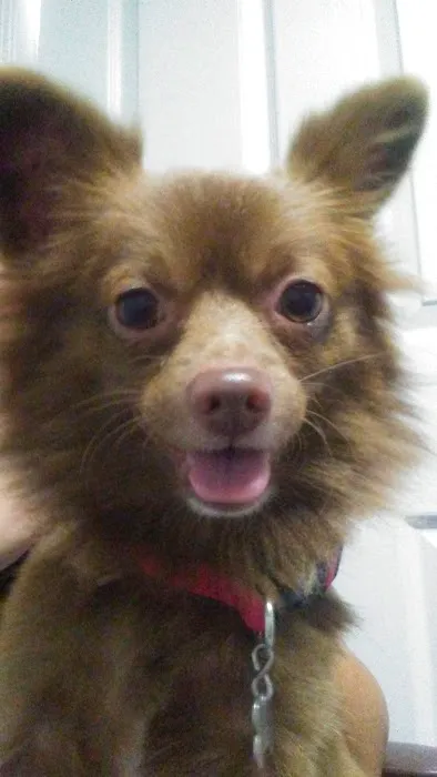 Animal Medical Clinic: Chester C Craig DVM 2