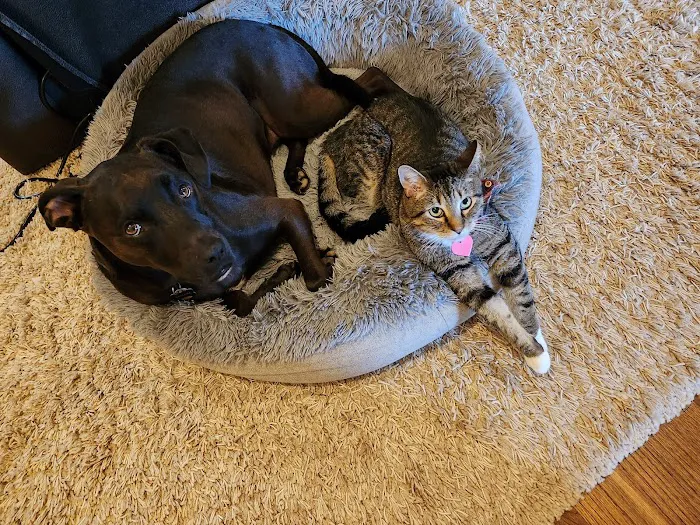 Animal Medical Clinic: Chester C Craig DVM 4