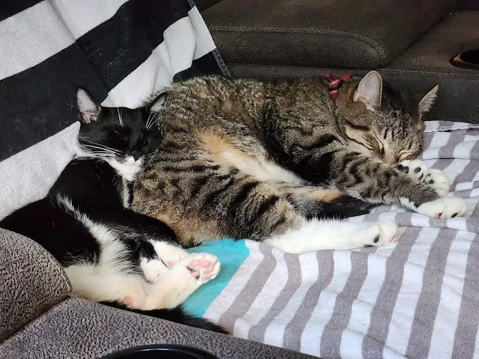 Animal Medical Clinic: Chester C Craig DVM 6