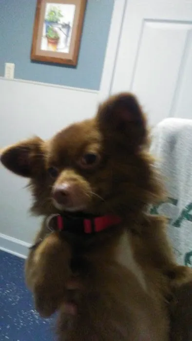 Animal Medical Clinic: Chester C Craig DVM 3