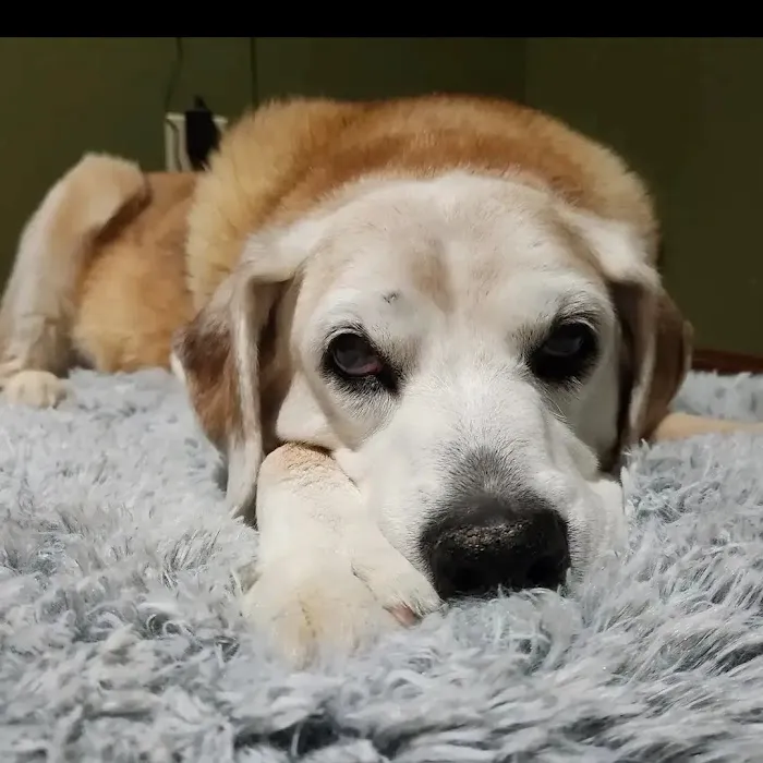 Waleska Animal Hospital 8