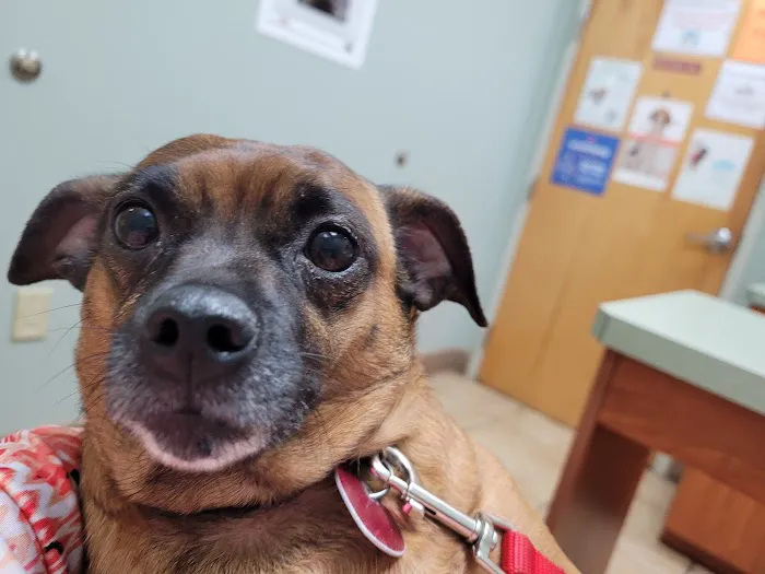 Best Friend Veterinary & Pet Lodge 8