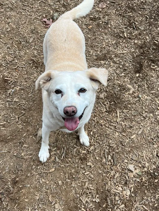 Best Friend Veterinary & Pet Lodge 9