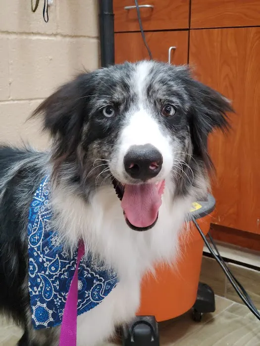 Best Friend Veterinary & Pet Lodge 3