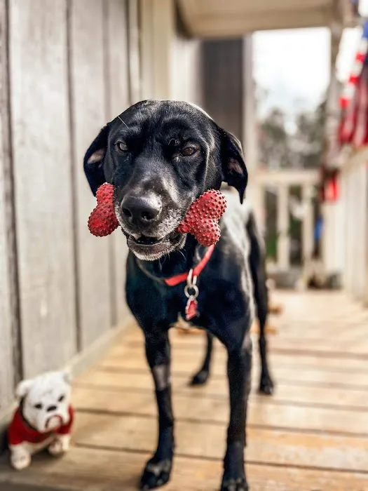 Best Friend Veterinary & Pet Lodge 6