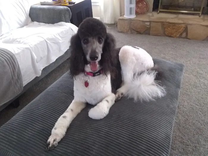 Chateau Animal Hospital 12