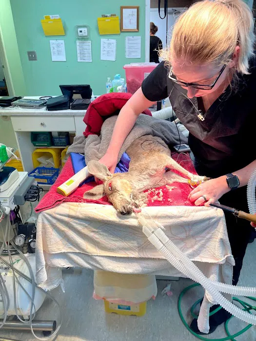 Hoschton Animal Hospital 2