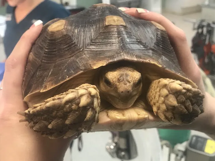 Hoschton Animal Hospital 1