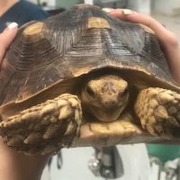 Hoschton Animal Hospital ico