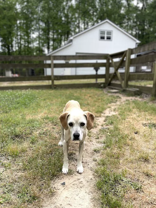 Braselton Animal Hospital 12