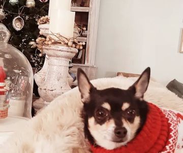 Braselton Animal Hospital