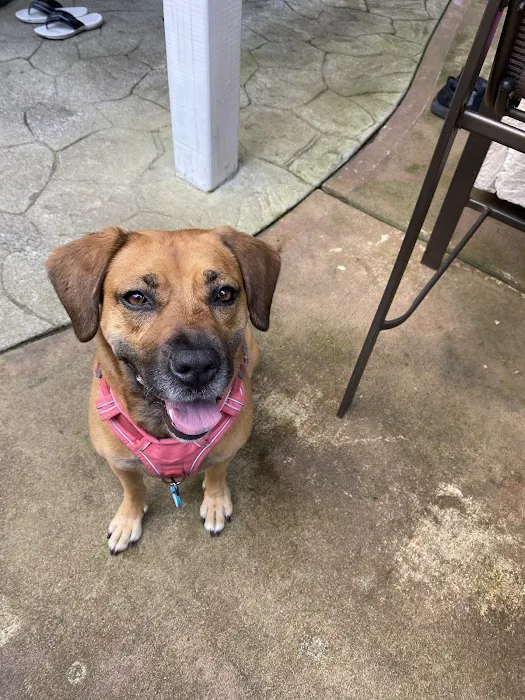 Birkdale Animal Hospital 6