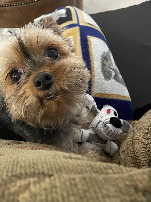 Birkdale Animal Hospital 4