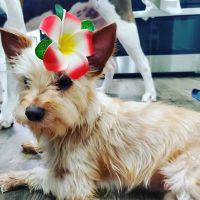 Birkdale Animal Hospital ico
