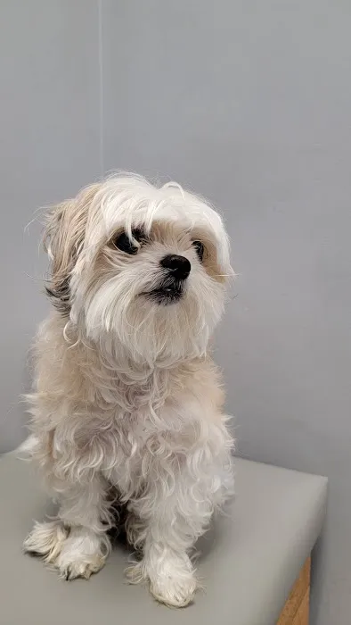 Harbor Point Animal Hospital 3